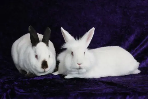 Sugar & Wrigley (bonded pair)