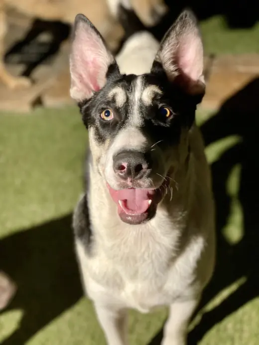 Bernie