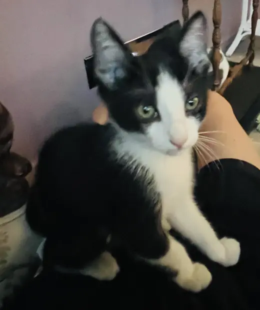 Sophia