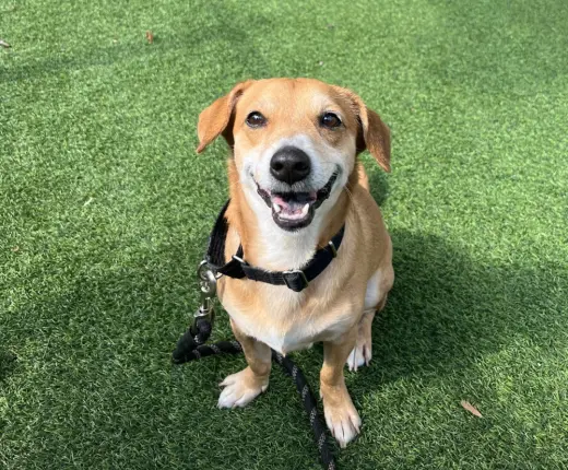 Sparky *ADOPTION FEE WAIVED*