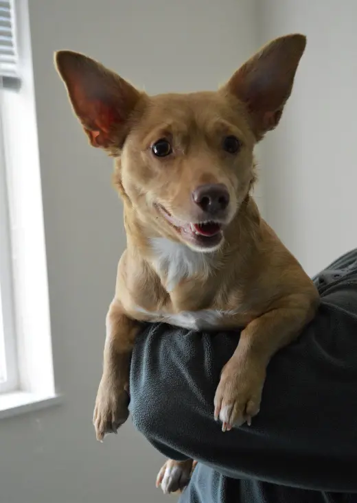 Mia, A Corgi-Dachshund mix
