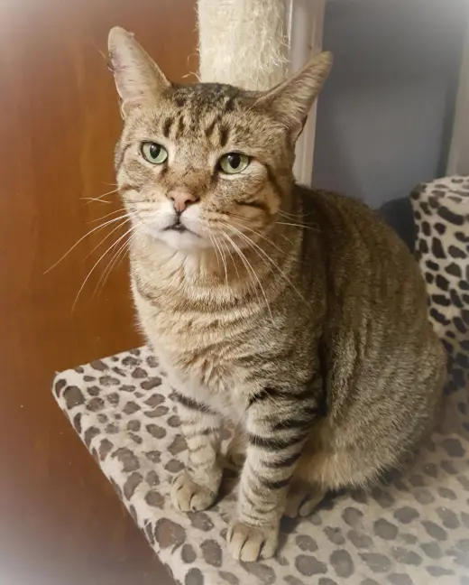 Catsanova