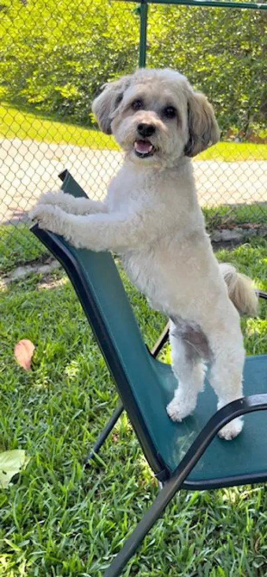 Tino