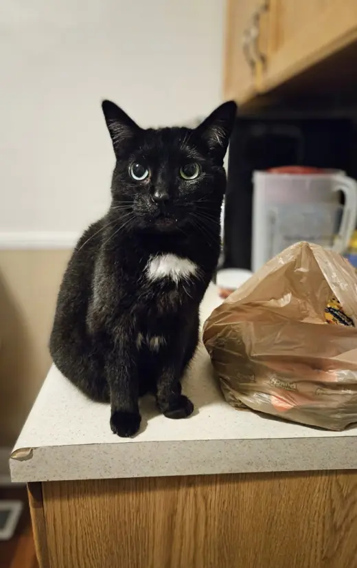 Bagheera - URGENT! NEEDS HOME!!!