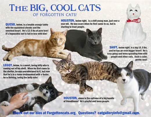 Big Cats: 11+ pounds, Part 3