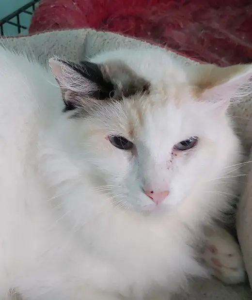Sweet Pea