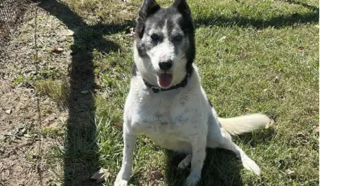 Roxi