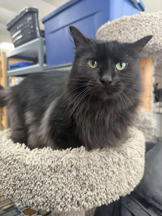 Ebony