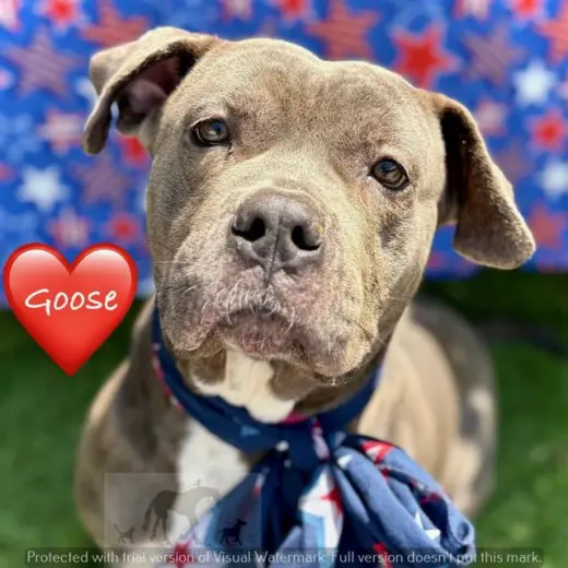 GOOSE
