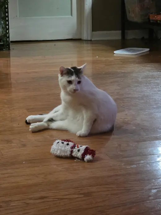 Biscotti