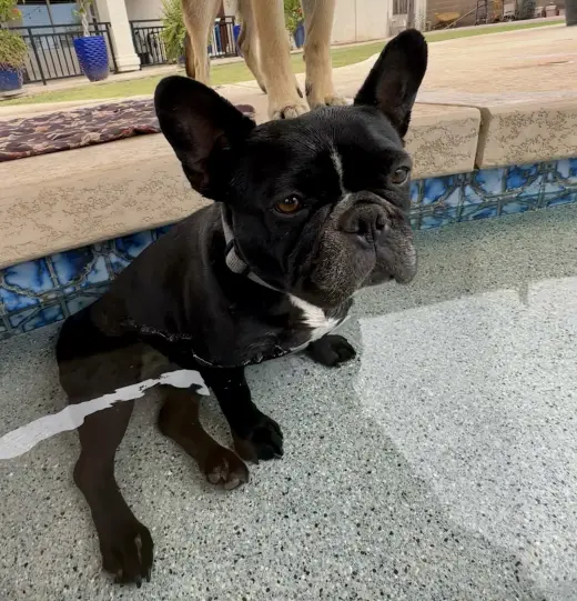 Lola