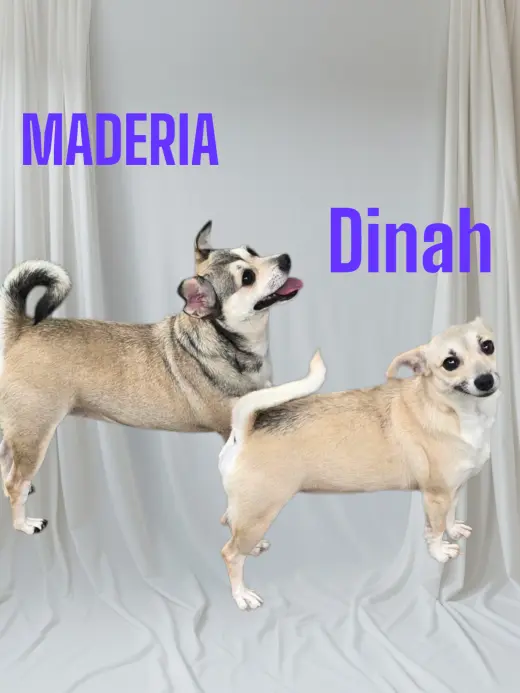 Maderia &  Dinah