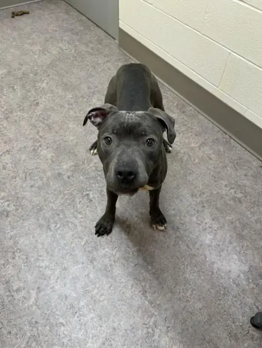 ZEUS