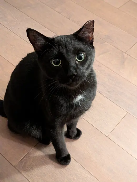 Fiddle
