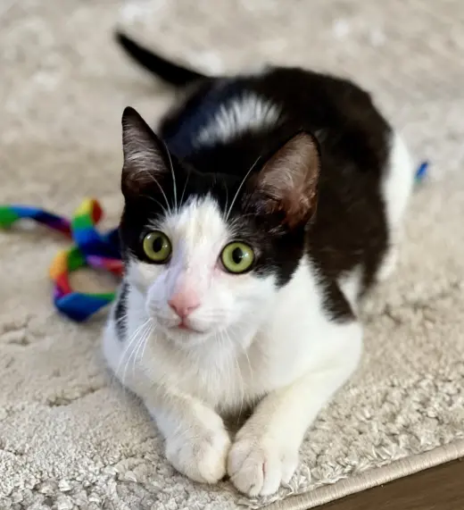 Bowie