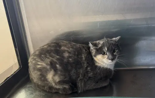 Pepper