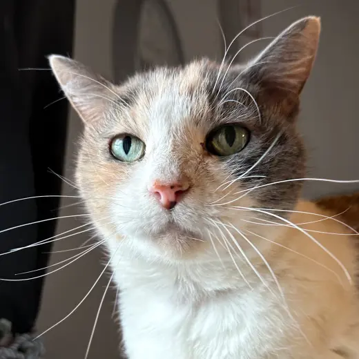 Kitty Kiki [Permanent Foster]