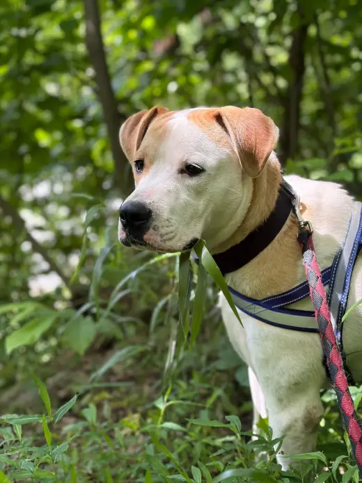 Maxwell (1yo,50lbs)