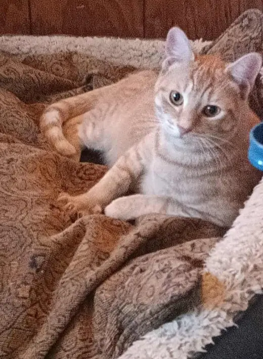Frankie