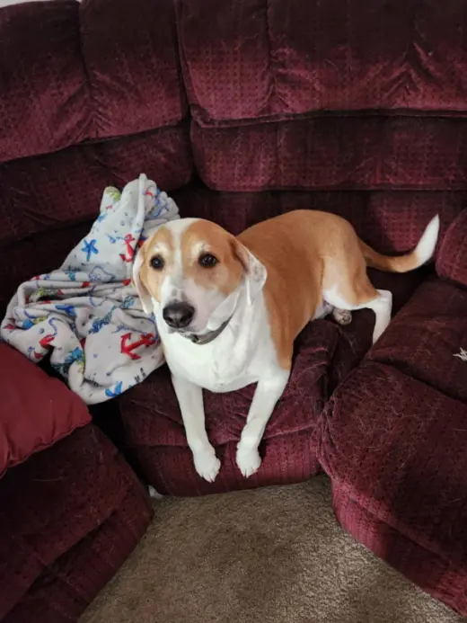 Ringo