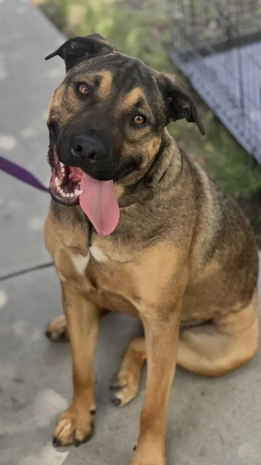 Duke