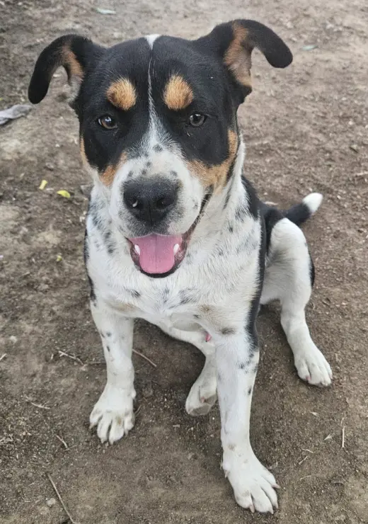 Maximus