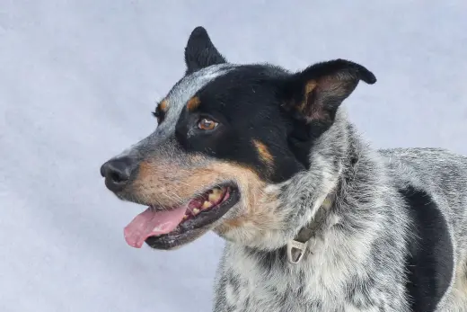 DRAKO