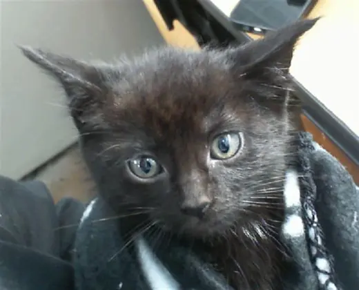 PIPER