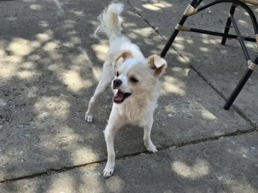 QTIP