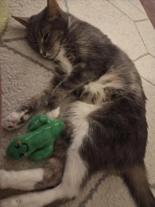 THUNDER CAT
