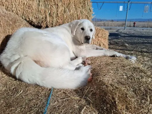 Coco