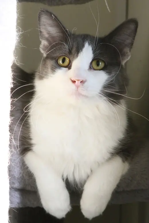 Fonzie