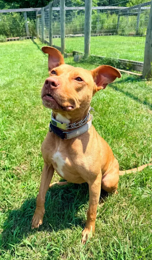 Penny