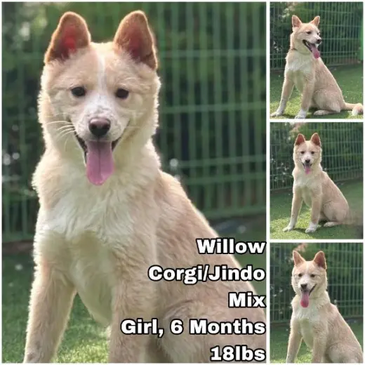Willow from Korea