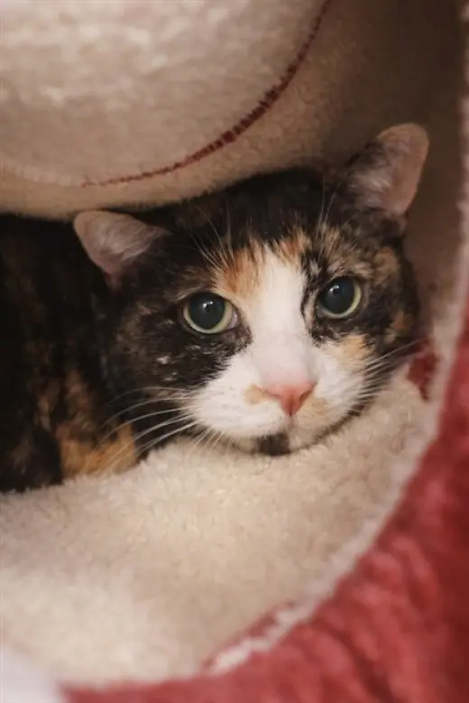 BONITA