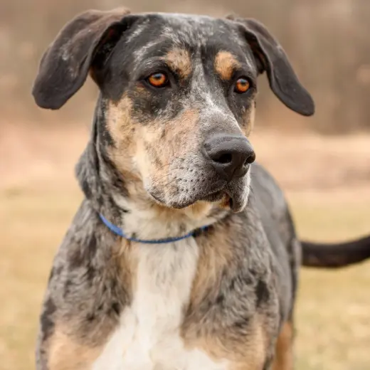 Riggs (Buddy)