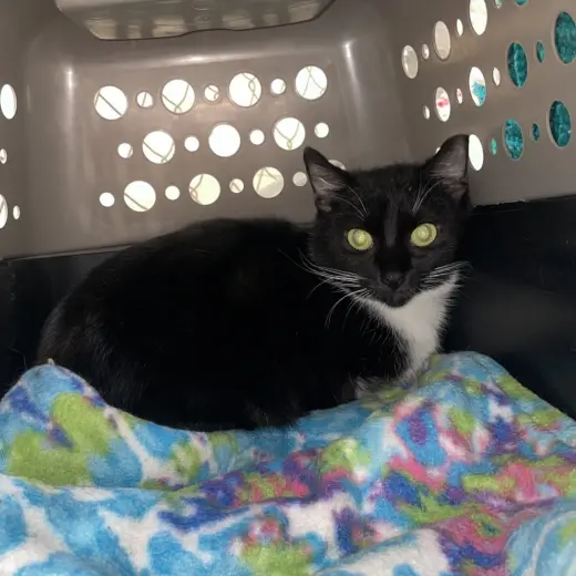 Delilah