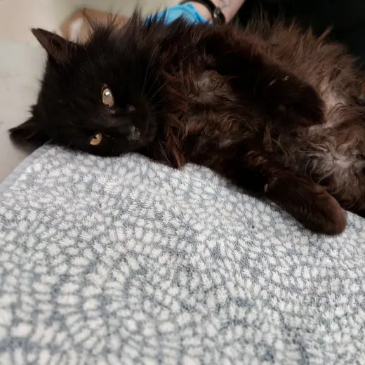 Niko