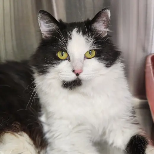Itchett (Horseheads PetSmart)