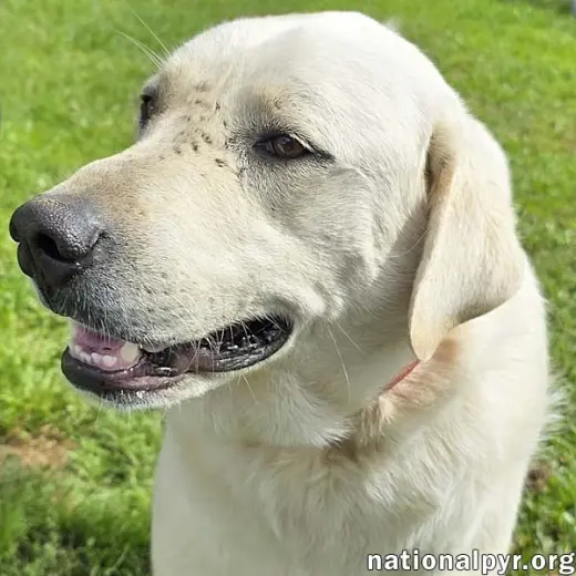 Hudson in LA - Loves Back Scratches!