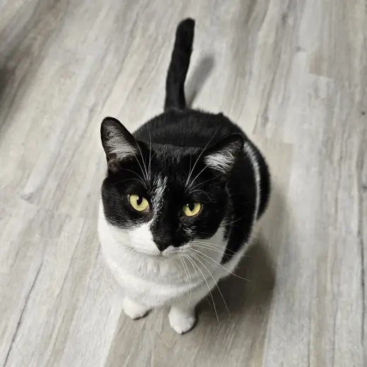 Tulip