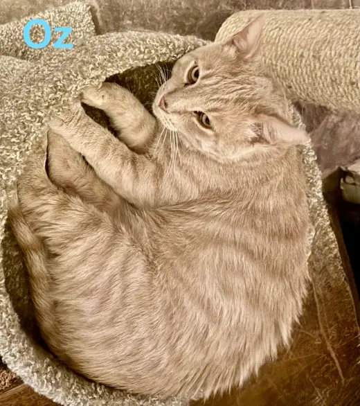 Oz