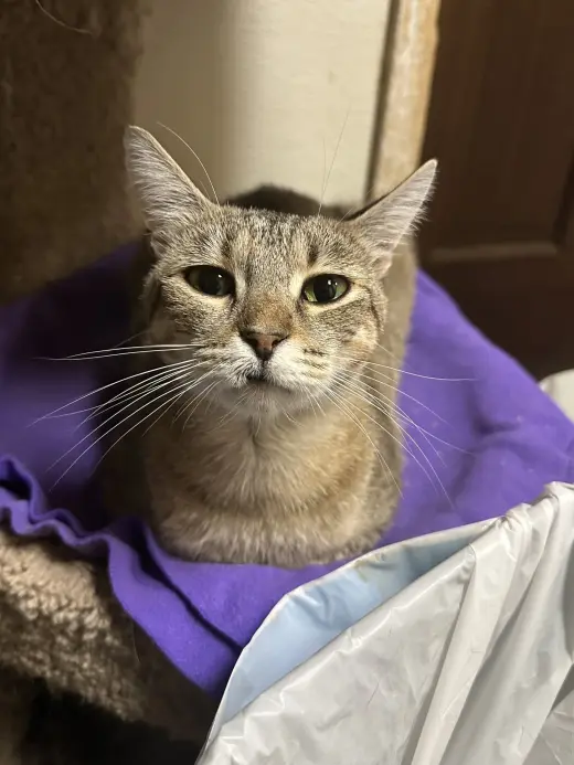 Doris