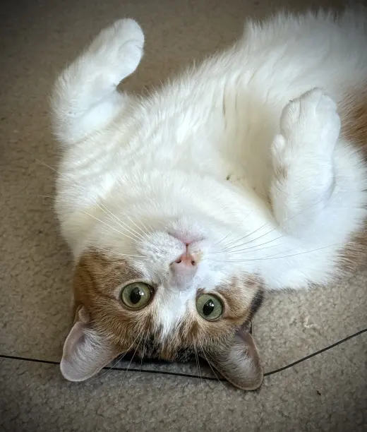 Ivy