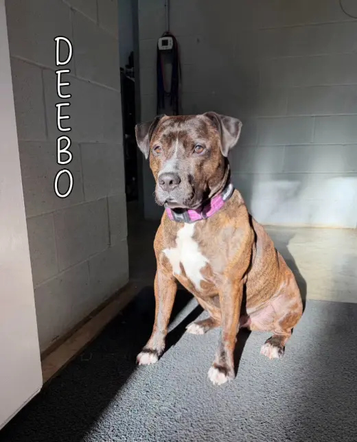 Deebo