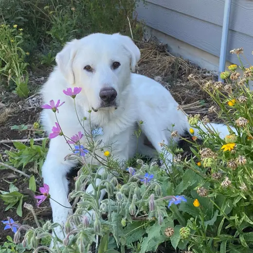 Darby