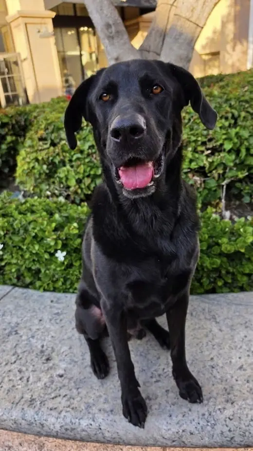 Simon *Courtesy Post*