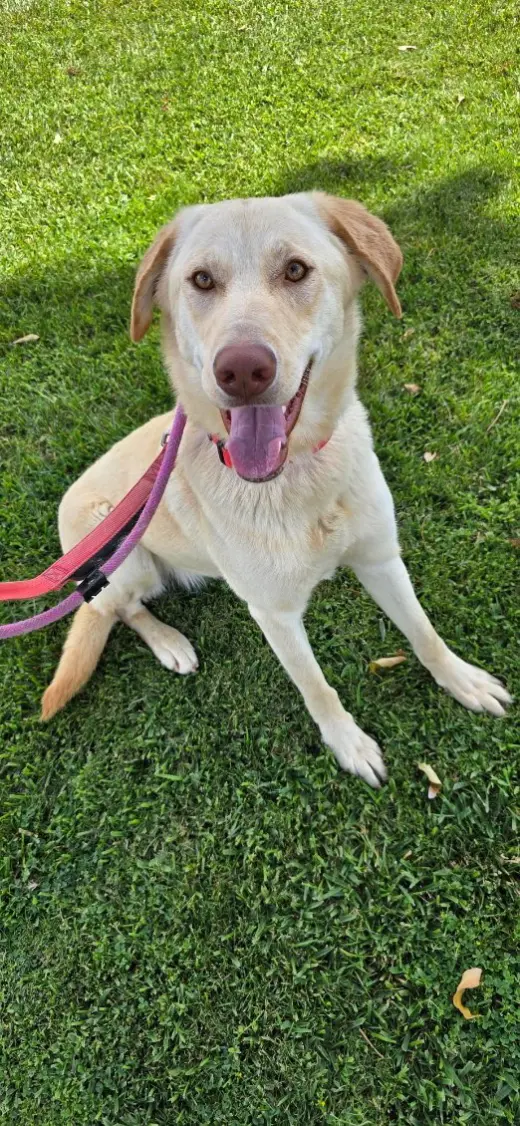 Bella Lab
