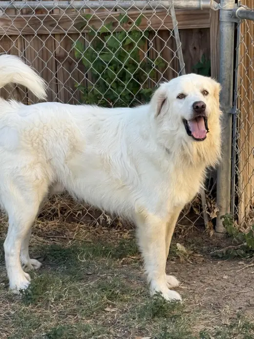 Charlie (aka Charles II)
