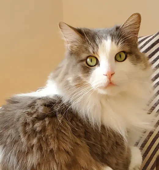 Watson